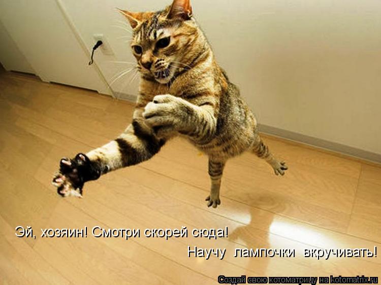 Эй, хозяин! Смотри скорей сюда! Научу лампочки вкручивать!... Котоматрица: Эй, хозяин! Смотри скорей сюда! Научу лампочки вкручивать!