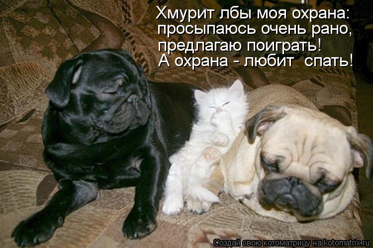 Хмурит лбы моя охрана: просыпаюсь очень рано, предлагаю поиграть! А охрана - любит спать!... Котоматрица: Хмурит лбы моя охрана: просыпаюсь очень рано, предлагаю поиграть! А охрана - любит спать!