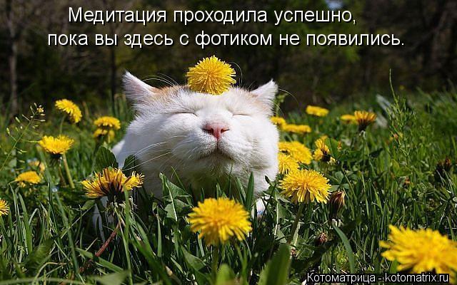 Медитация проходила успешно, пока вы здесь с фотиком не появились.... Котоматрица: Медитация проходила успешно, пока вы здесь с фотиком не появились.