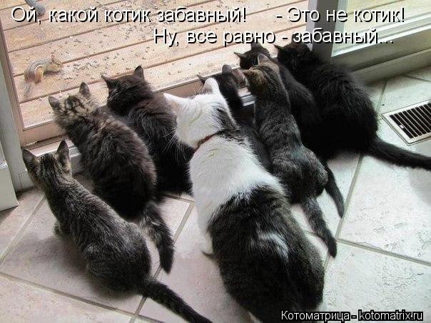 Ой, какой котик забавный! - Это не котик! Ну, все равно - забавный...... Котоматрица: Ой, какой котик забавный! - Это не котик! Ну, все равно - забавный...