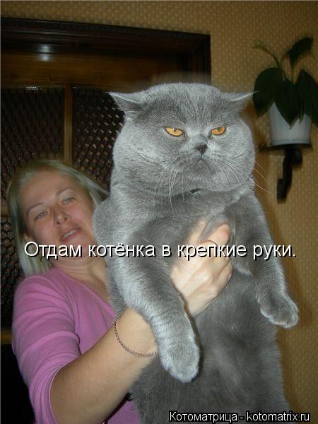 Отдам котёнка в крепкие руки.... Котоматрица: Отдам котёнка в крепкие руки.