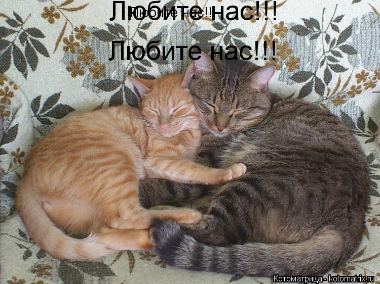 Любите нас!!! Любите нас!!! Любите нас!!!... Котоматрица: Любите нас!!! Любите нас!!! Любите нас!!!