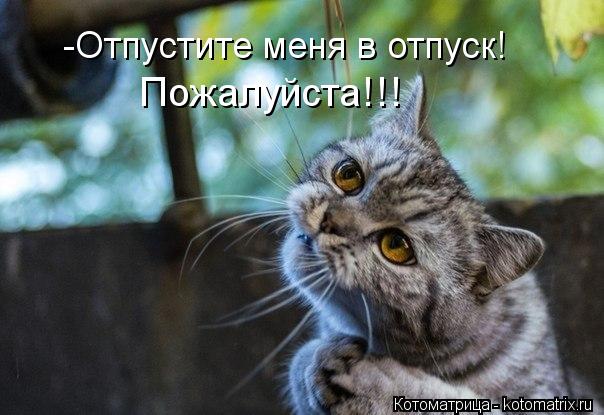 -Отпустите меня в отпуск! Пожалуйста!!!... Котоматрица: -Отпустите меня в отпуск! Пожалуйста!!!