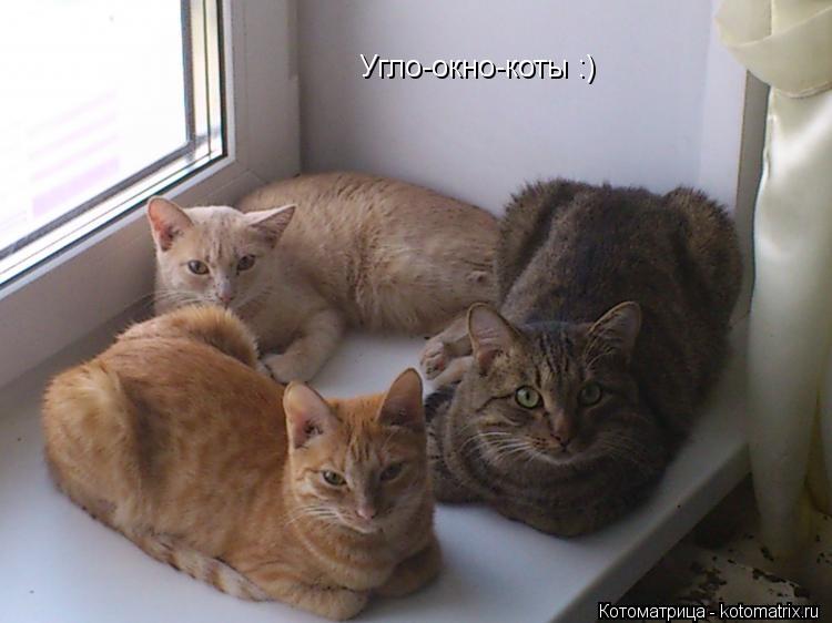 Угло-окно-коты :)... Котоматрица: Угло-окно-коты :)