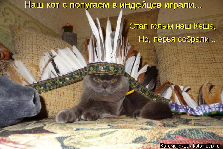 Наш кот с попугаем в индейцев играли... Стал голым наш Кеша, Но, перья собрали...... Котоматрица: Наш кот с попугаем в индейцев играли... Стал голым наш Кеша, Но, перья собрали...