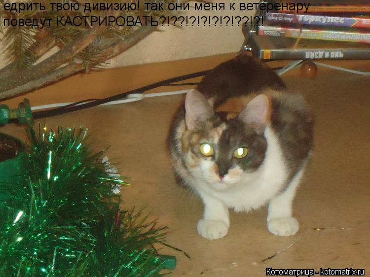 едрить твою дивизию! так они меня к ветеренару поведут КАСТРИРОВАТЬ?!??!?!?!?!?!??!?!... Котоматрица: едрить твою дивизию! так они меня к ветеренару поведут КАСТРИРОВАТЬ?!??!?!?!?!?!??!?!