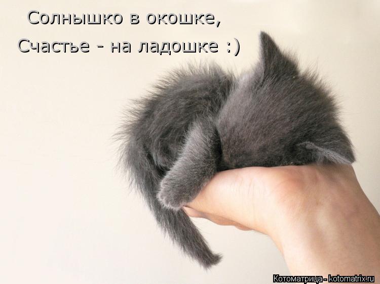 Солнышко в окошке, Счастье - на ладошке :)... Котоматрица: Солнышко в окошке, Счастье - на ладошке :)