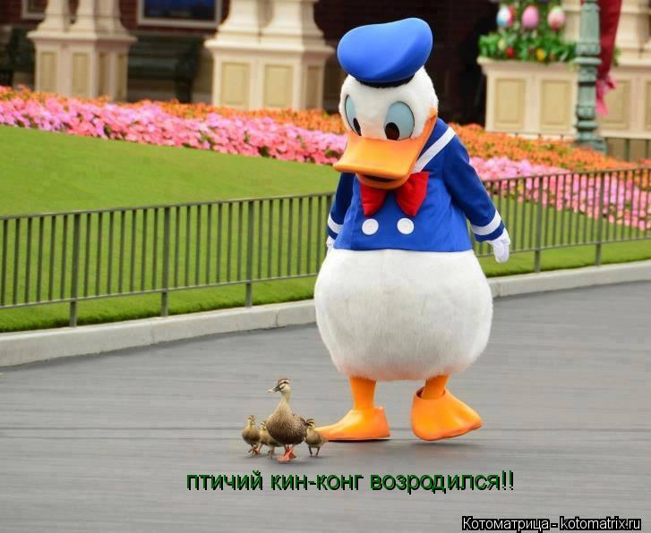 птичий кин-конг возродился!!... Котоматрица: птичий кин-конг возродился!!