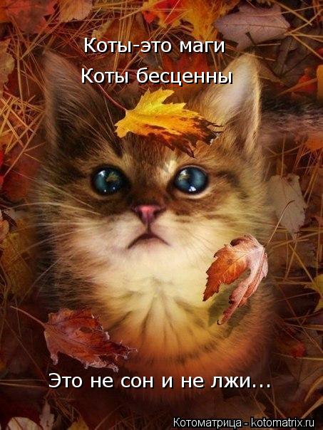 Коты-это маги Коты бесценны Коты бесценны Плохо вам станет Это не сон и не лжи...... Котоматрица: Коты-это маги Коты бесценны Коты бесценны Плохо вам станет Это не сон и не лжи...