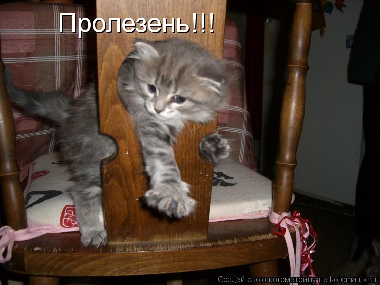 Пролезень!!!... Котоматрица: Пролезень!!!
