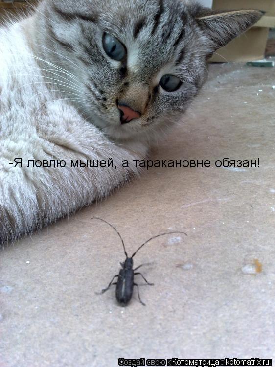 -Я ловлю мышей, а таракановне обязан!... Котоматрица: -Я ловлю мышей, а таракановне обязан!