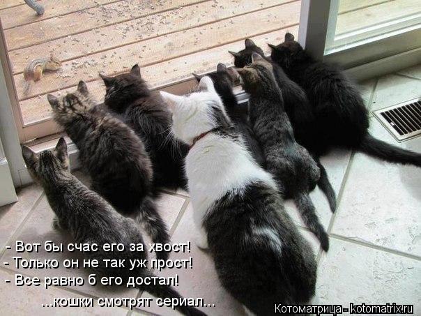 Котоматрица: - Вот бы счас его за хвост! - Только он не так уж прост! - Все равно б его достал! ...кошки смотрят сериал...