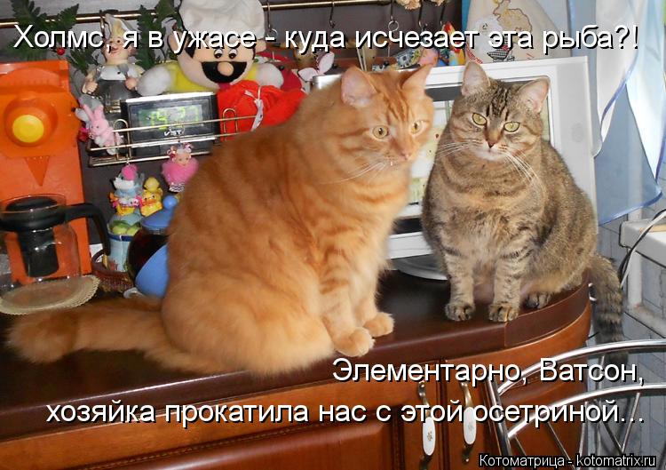 Элементарно, Ватсон, хозяйка прокатила нас с этой осетриной... Холмс, я в ужасе - куда исчезает эт... Котоматрица: Элементарно, Ватсон, хозяйка прокатила нас с этой осетриной... Холмс, я в ужасе - куда исчезает эта рыба?!