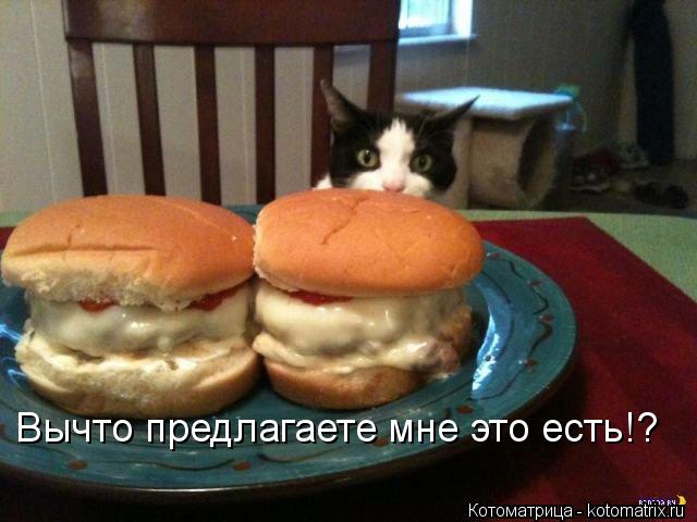 Вычто предлагаете мне это есть!?... Котоматрица: Вычто предлагаете мне это есть!?