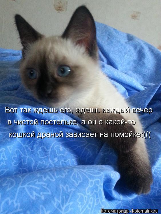 Вот так ждешь его, ждешь каждый вечер в чистой постельке, а он с какой-то кошкой драной зависает на... Котоматрица: Вот так ждешь его, ждешь каждый вечер в чистой постельке, а он с какой-то кошкой драной зависает на помойке:(((