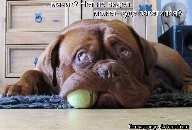 ... мячик? Нет не видел. может, куда закатился?... Котоматрица: ... мячик? Нет не видел. может, куда закатился?