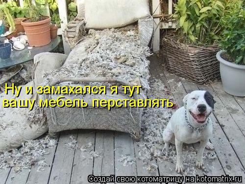 Ну и замахался я тут вашу мебель перставлять... Котоматрица: Ну и замахался я тут вашу мебель перставлять