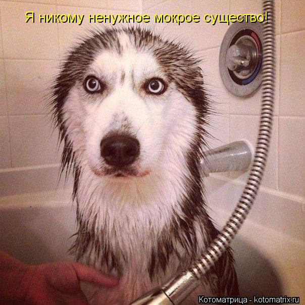 Я никому ненужное мокрое существо!... Котоматрица: Я никому ненужное мокрое существо!