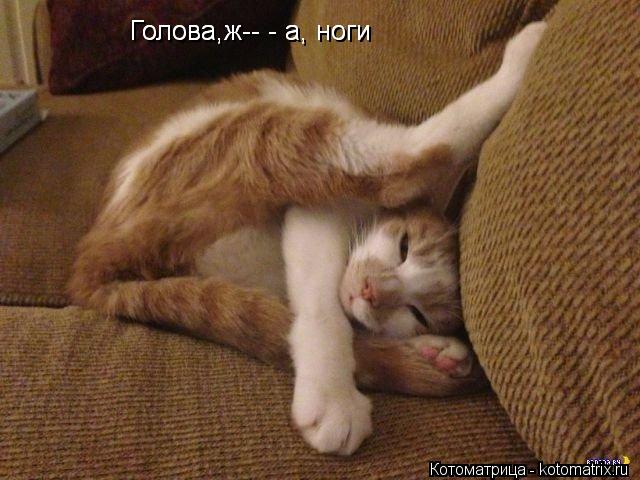 http://kotomatrix.ru/images/lolz/2013/08/02/kotomatritsa_-0.jpg