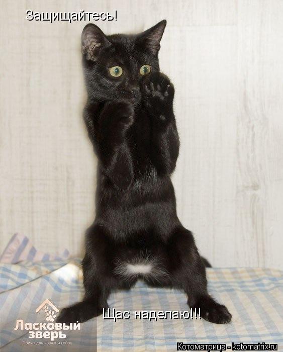 Защищайтесь! Щас наделаю!!!... Котоматрица: Защищайтесь! Щас наделаю!!!