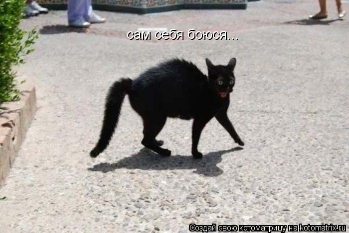 сам себя боюся...... Котоматрица: сам себя боюся...