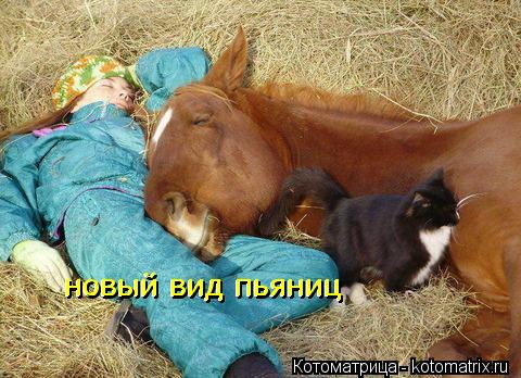 новый вид пьяниц новый вид пьяниц... Котоматрица: новый вид пьяниц новый вид пьяниц