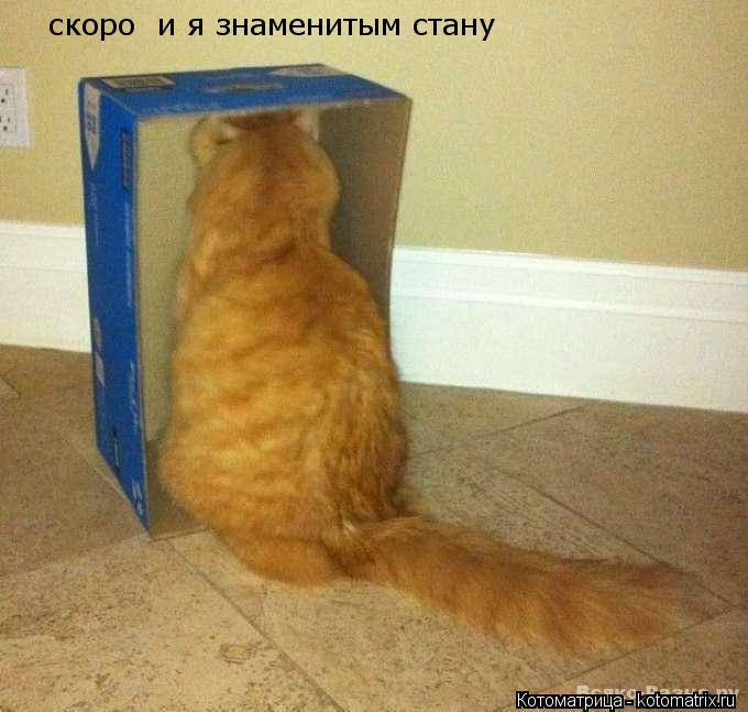 скоро и я знаменитым стану... Котоматрица: скоро и я знаменитым стану