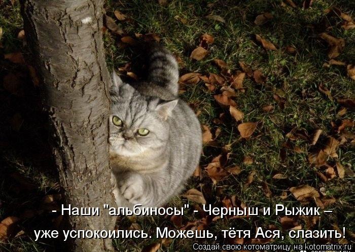 - Наши "альбиносы" - Черныш и Рыжик – уже успокоились. Можешь, тётя Ася, слазить!... Котоматрица: - Наши "альбиносы" - Черныш и Рыжик – уже успокоились. Можешь, тётя Ася, слазить!