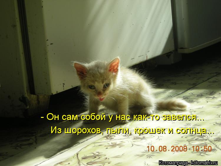 - Он сам собой у нас как-то завелся... Из шорохов, пыли, крошек и солнца...... Котоматрица: - Он сам собой у нас как-то завелся... Из шорохов, пыли, крошек и солнца...