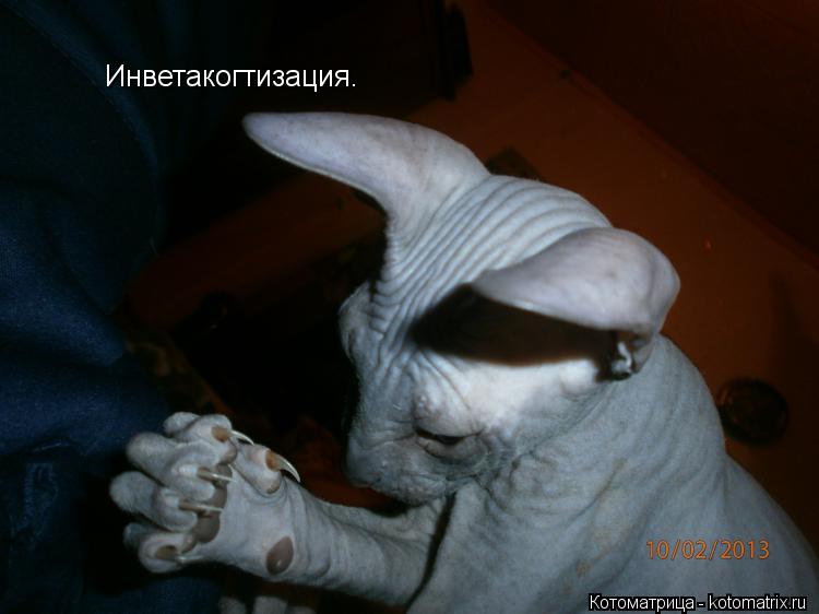Инветакогтизация.... Котоматрица: Инветакогтизация.