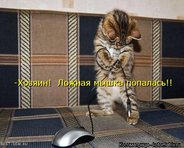 -Хозяин! Ложная мышка попалась!!... Котоматрица: -Хозяин! Ложная мышка попалась!!