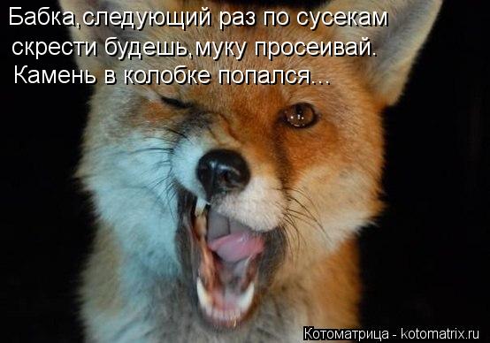 Котоматрица: Бабка,следующий раз по сусекам  скрести будешь,муку просеивай. Камень в колобке попался...