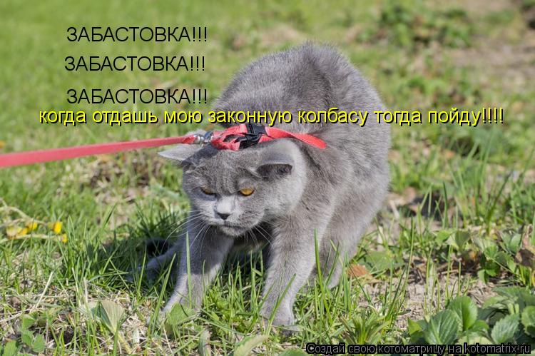 ЗАБАСТОВКА!!! ЗАБАСТОВКА!!! ЗАБАСТОВКА!!! когда отдашь мою законную колбасу тогда пойду!!!!... Котоматрица: ЗАБАСТОВКА!!! ЗАБАСТОВКА!!! ЗАБАСТОВКА!!! когда отдашь мою законную колбасу тогда пойду!!!!