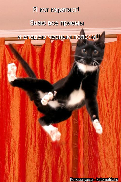 Я кот каратист! Знаю все приемы и владею черным поясом!!... Котоматрица: Я кот каратист! Знаю все приемы и владею черным поясом!!
