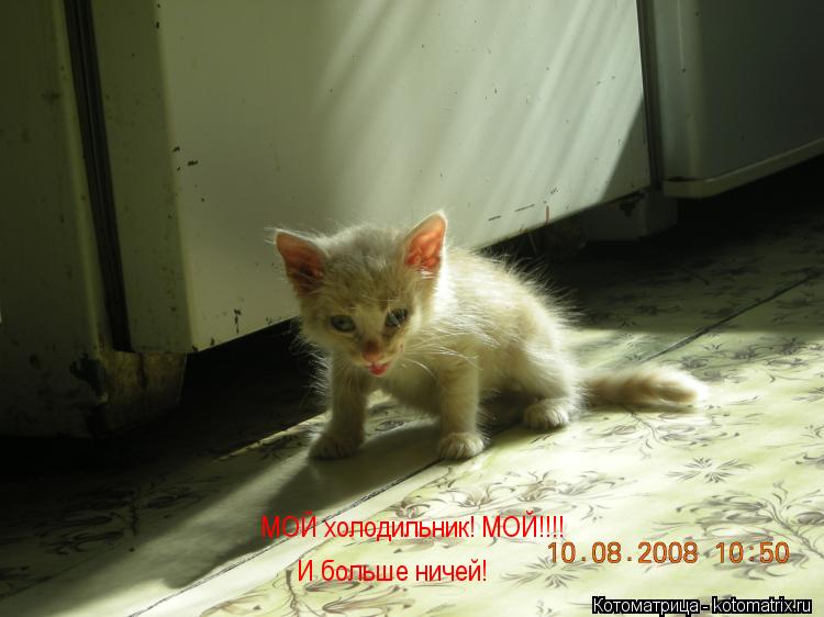 МОЙ холодильник! МОЙ!!!! И больше ничей!... Котоматрица: МОЙ холодильник! МОЙ!!!! И больше ничей!