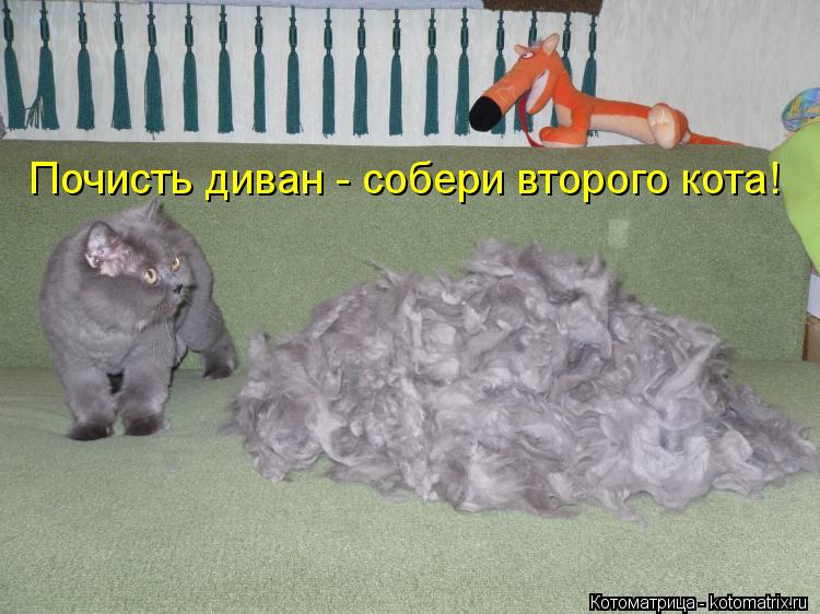 Котоматрица: Почисть диван - собери второго кота!