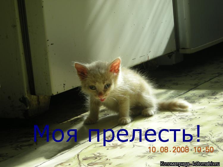 Моя прелесть!... Котоматрица: Моя прелесть!