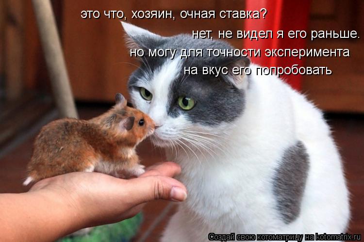 Котоматрица: это что, хозяин, очная ставка? нет, не видел я его раньше. но могу для точности эксперимента на вкус его попробовать