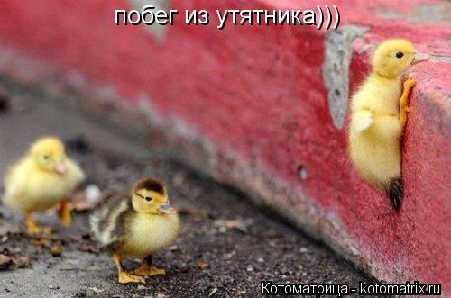 побег из утятника)))... Котоматрица: побег из утятника)))