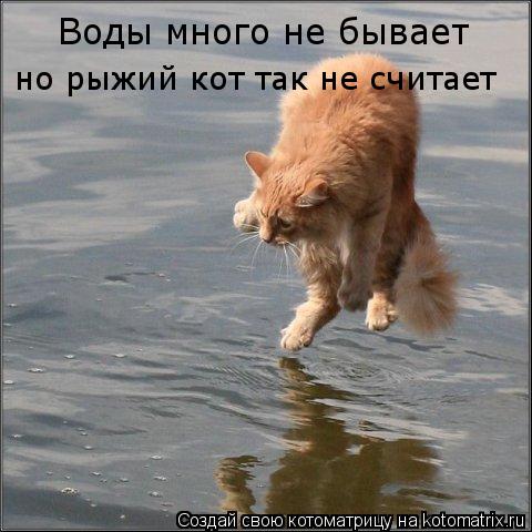 Воды много не бывает но рыжий кот так не считает... Котоматрица: Воды много не бывает но рыжий кот так не считает