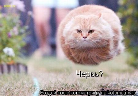 Червь?... Котоматрица: Червь?