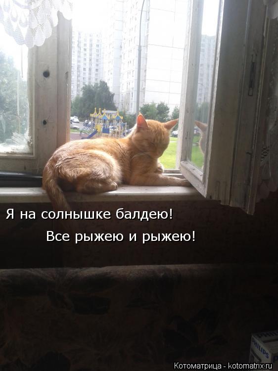 Я на солнышке балдею! Все рыжею и рыжею!... Котоматрица: Я на солнышке балдею! Все рыжею и рыжею!