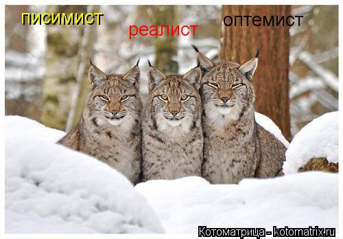 писимист реалист оптемист... Котоматрица: писимист реалист оптемист