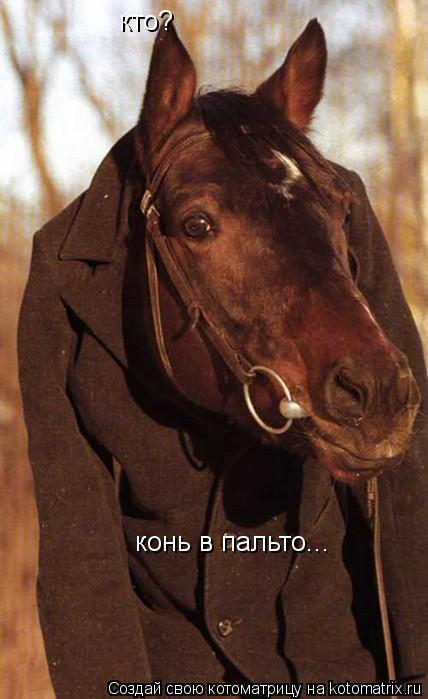 кто? конь в пальто...... Котоматрица: кто? конь в пальто...