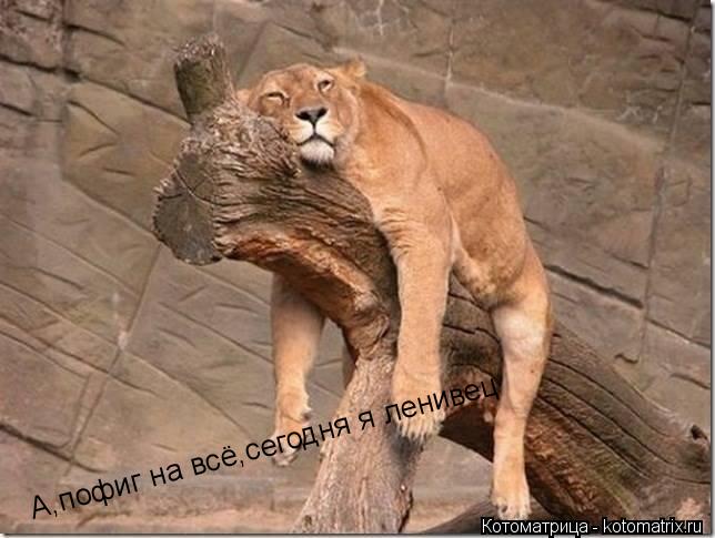 А,пофиг на всё,сегодня я ленивец... Котоматрица: А,пофиг на всё,сегодня я ленивец