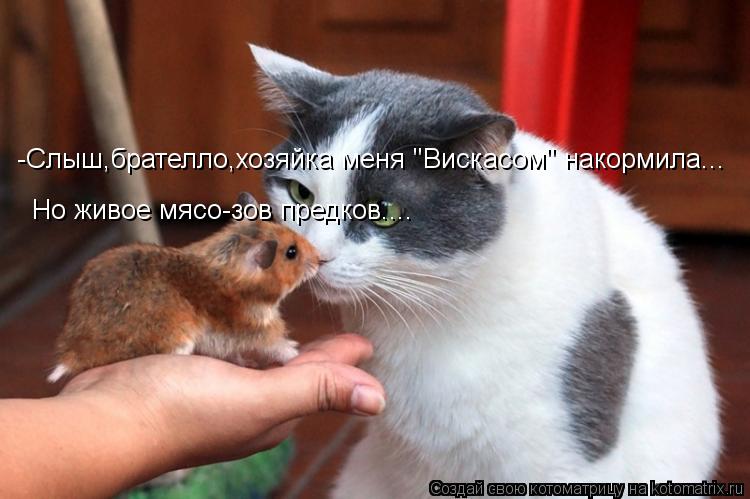 -Слыш,брателло,хозяйка меня "Вискасом" накормила... Но живое мясо-зов предков....... Котоматрица: -Слыш,брателло,хозяйка меня "Вискасом" накормила... Но живое мясо-зов предков....