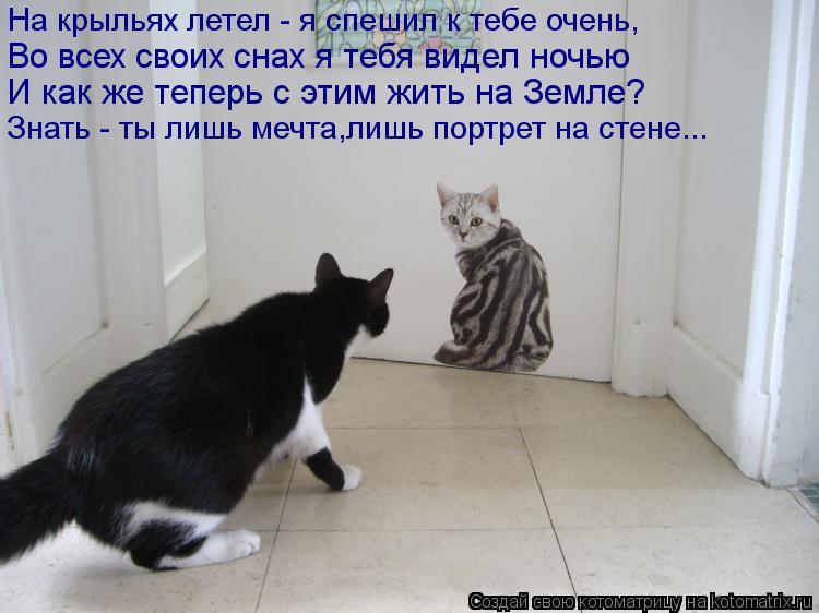 На крыльях летел - я спешил к тебе очень, Во всех своих снах я тебя видел ночью И как же теперь с эти... Котоматрица: На крыльях летел - я спешил к тебе очень, Во всех своих снах я тебя видел ночью И как же теперь с этим жить на Земле? Знать - ты лишь мечта,лишь