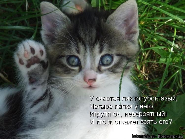 У счастья лик голубоглазый, Четыре лапки у него, Игруля он, невероятный! И кто ж откажет взять его?... Котоматрица: У счастья лик голубоглазый, Четыре лапки у него, Игруля он, невероятный! И кто ж откажет взять его?