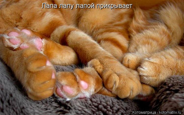 Лапа лапу лапой прикрывает... Котоматрица: Лапа лапу лапой прикрывает