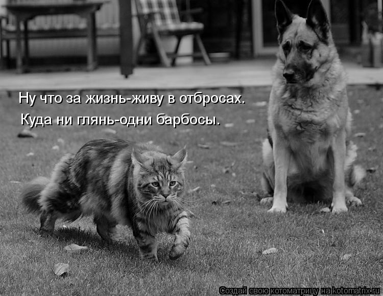 Ну что за жизнь-живу в отбросах. Куда ни глянь-одни барбосы.... Котоматрица: Ну что за жизнь-живу в отбросах. Куда ни глянь-одни барбосы.